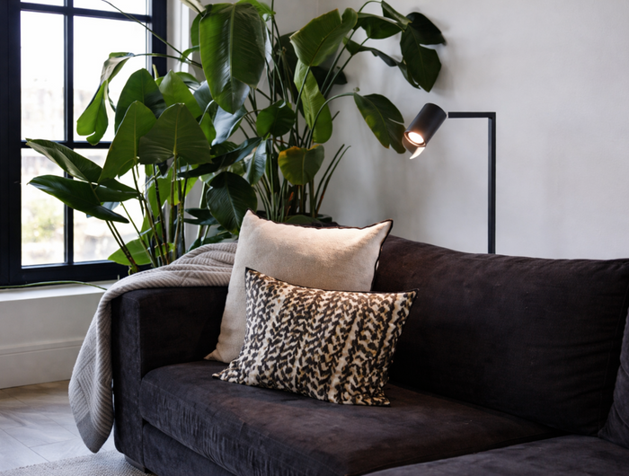 Brown sofa with decorative pillows in a room with plants and a lamp.
